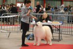 Meilleur de race Limoges 2015